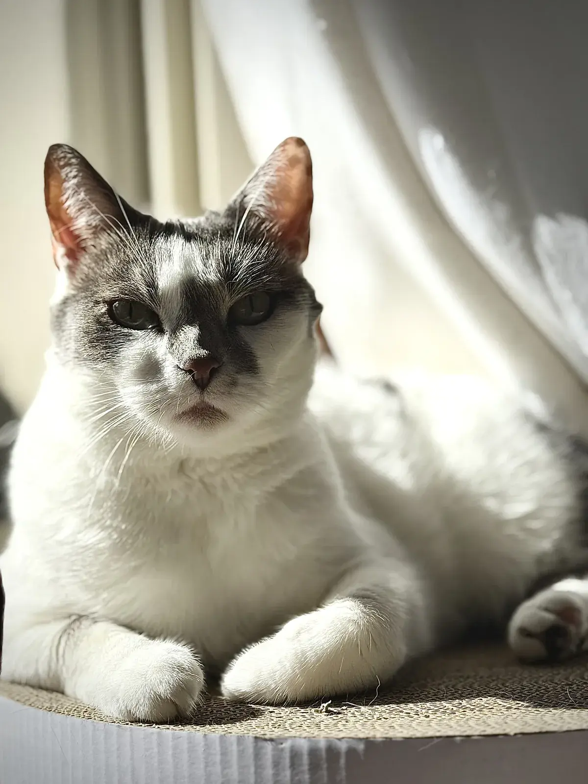 Honey, a white and gray cat, resting in sunlight on a cardboard scratching surface.
