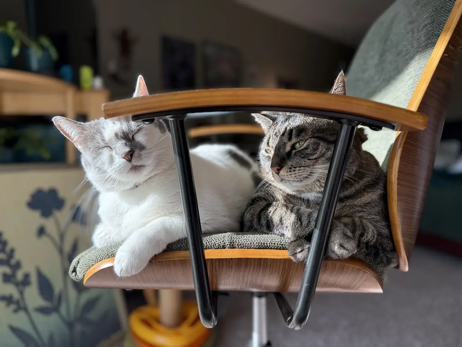 Honey and Theo resting together on a wooden chair in their home.