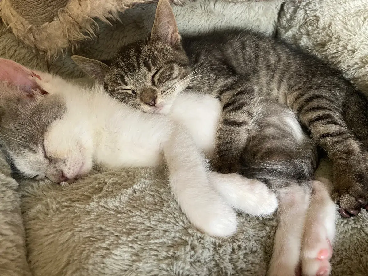 Honey and Theo sleeping together one week after coming home.