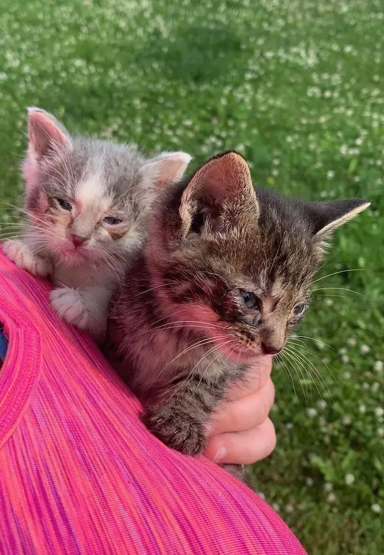 Honey and Theo together shortly after being rescued as kittens.