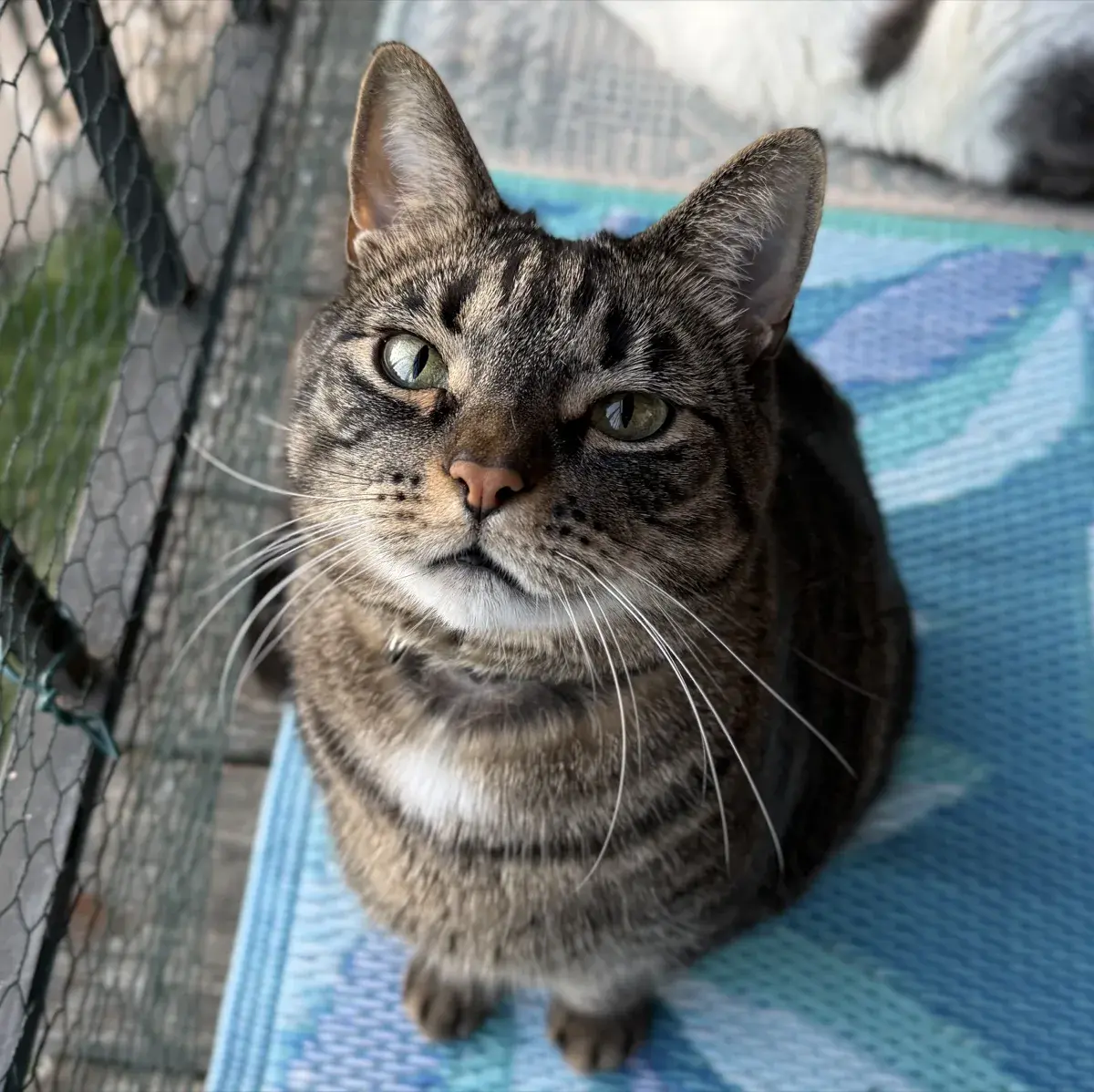 Theo, a brown tabby cat, sitting on a blue woven mat and looking up.