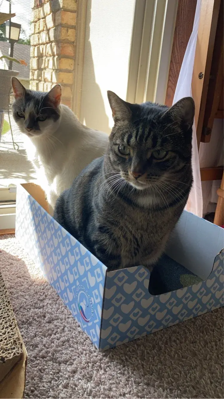Honey standing behind Theo as he sits inside the original blue-and-white Scratch Canvas box.