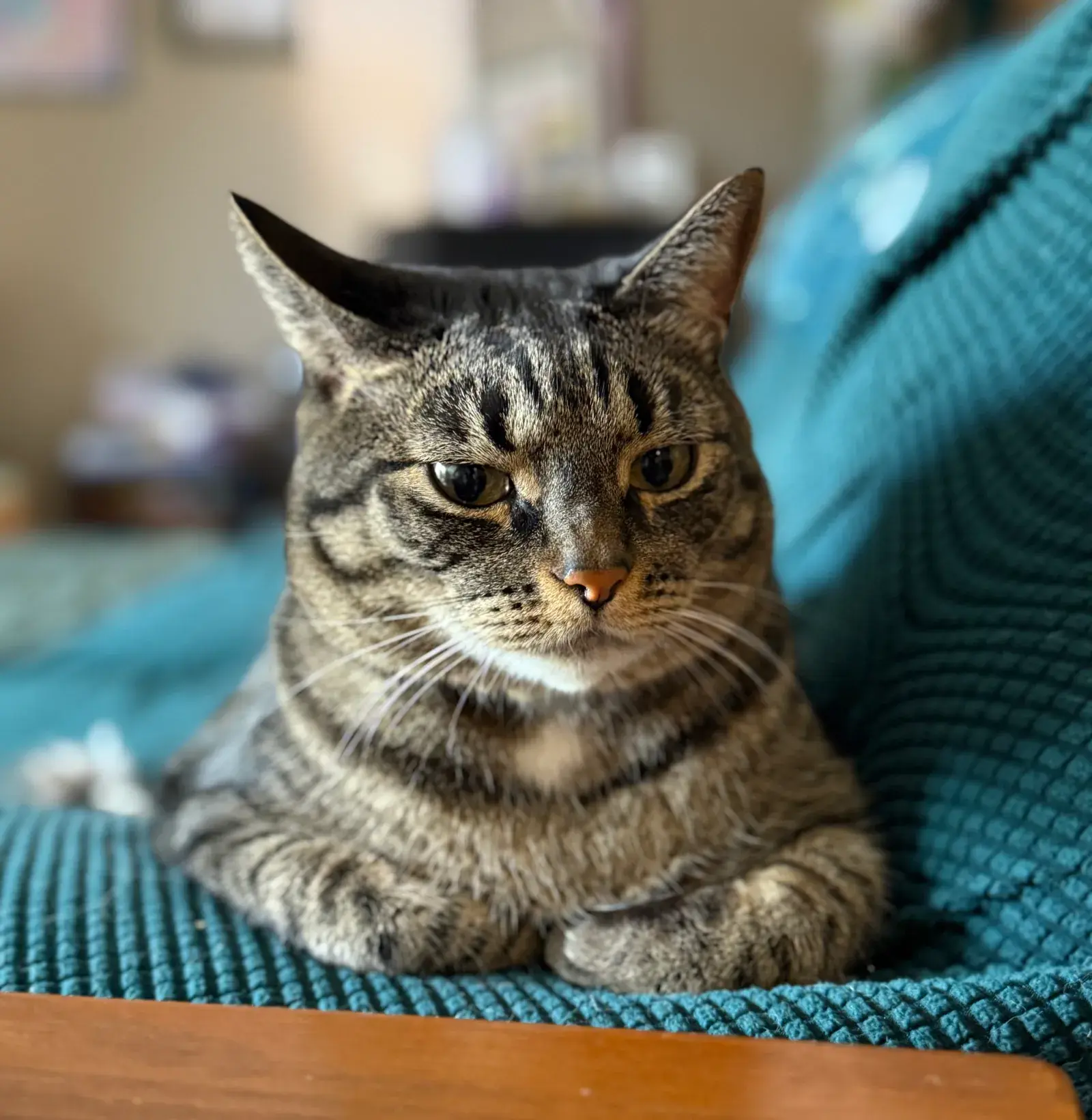 Theo, a brown tabby cat, resting on a teal chair.