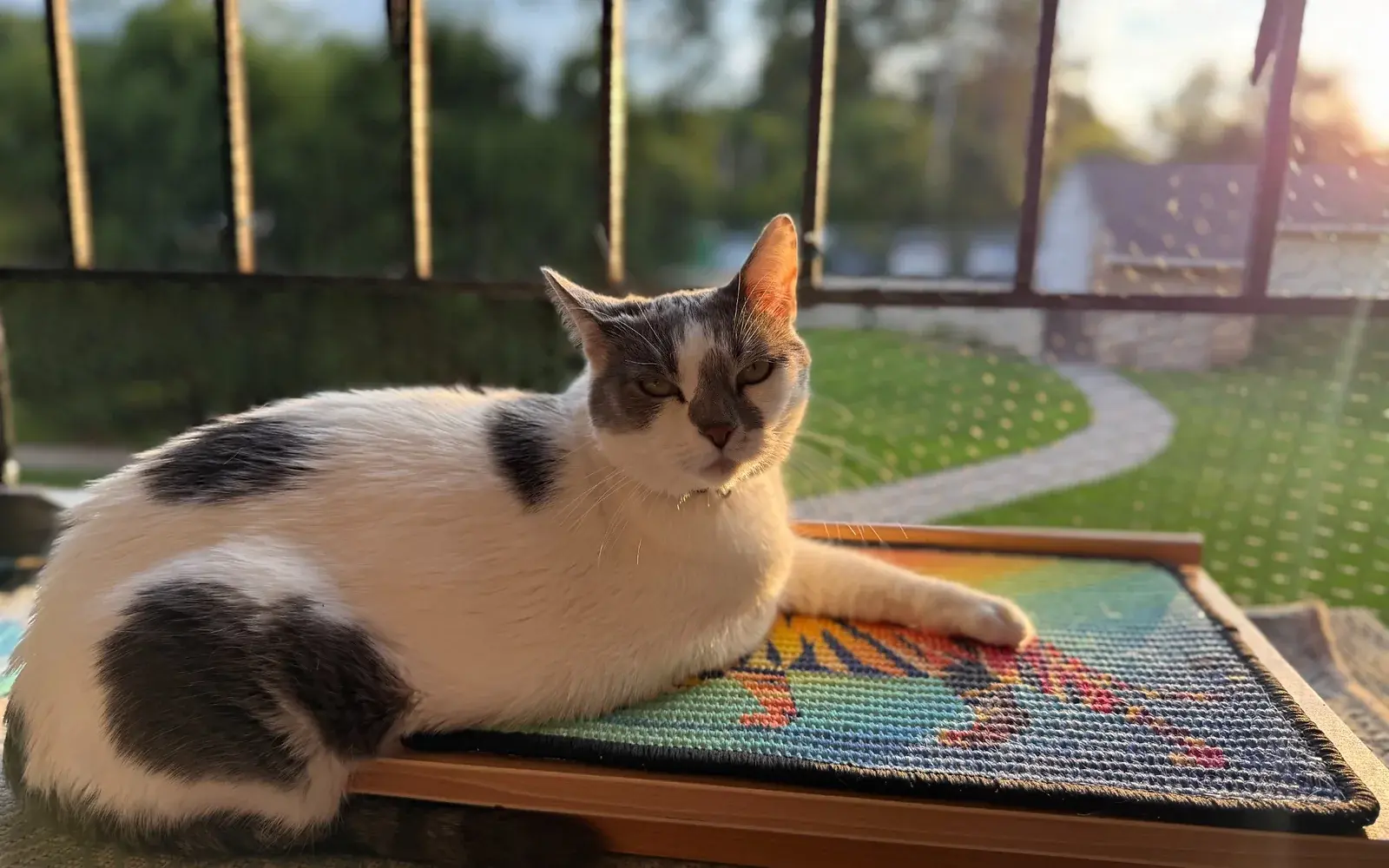 Gray-and-white cat resting on a Tiger scratch panel displayed on a low wooden easel.