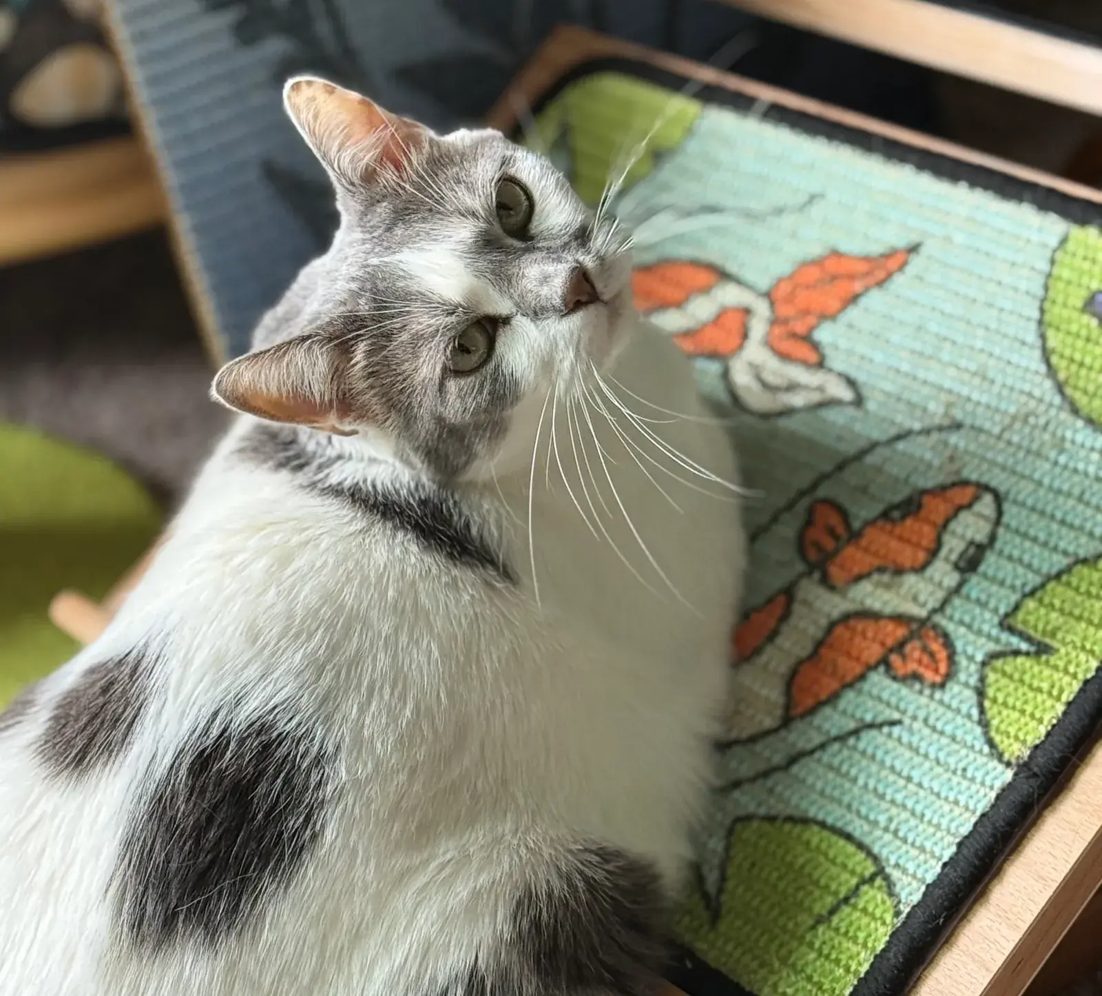 Honey, a white-and-gray cat, sitting beside the Koi Scratch Canvas on its wooden easel.