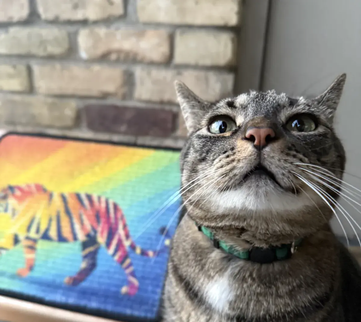 Tabby cat beside a Tiger Scratch Canvas in front of a brick wall.