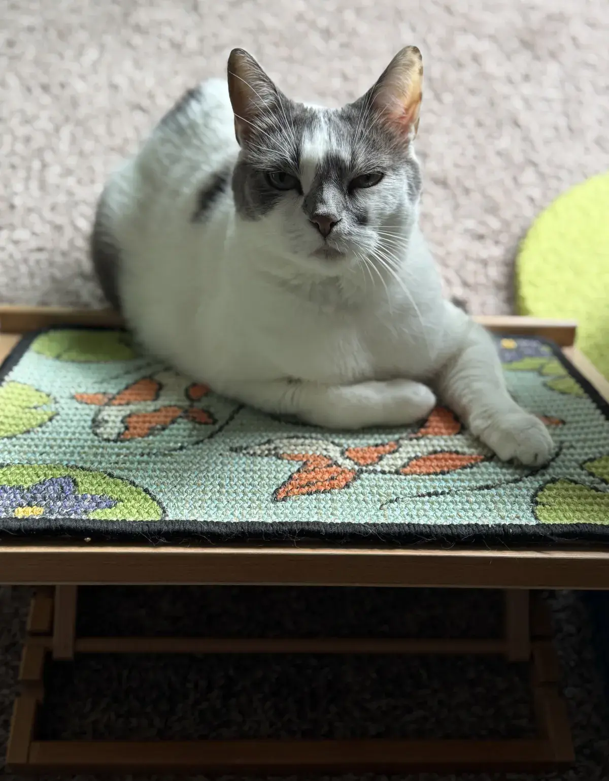 Gray-and-white cat resting on the Koi scratch panel set at a low angle on the wooden easel.