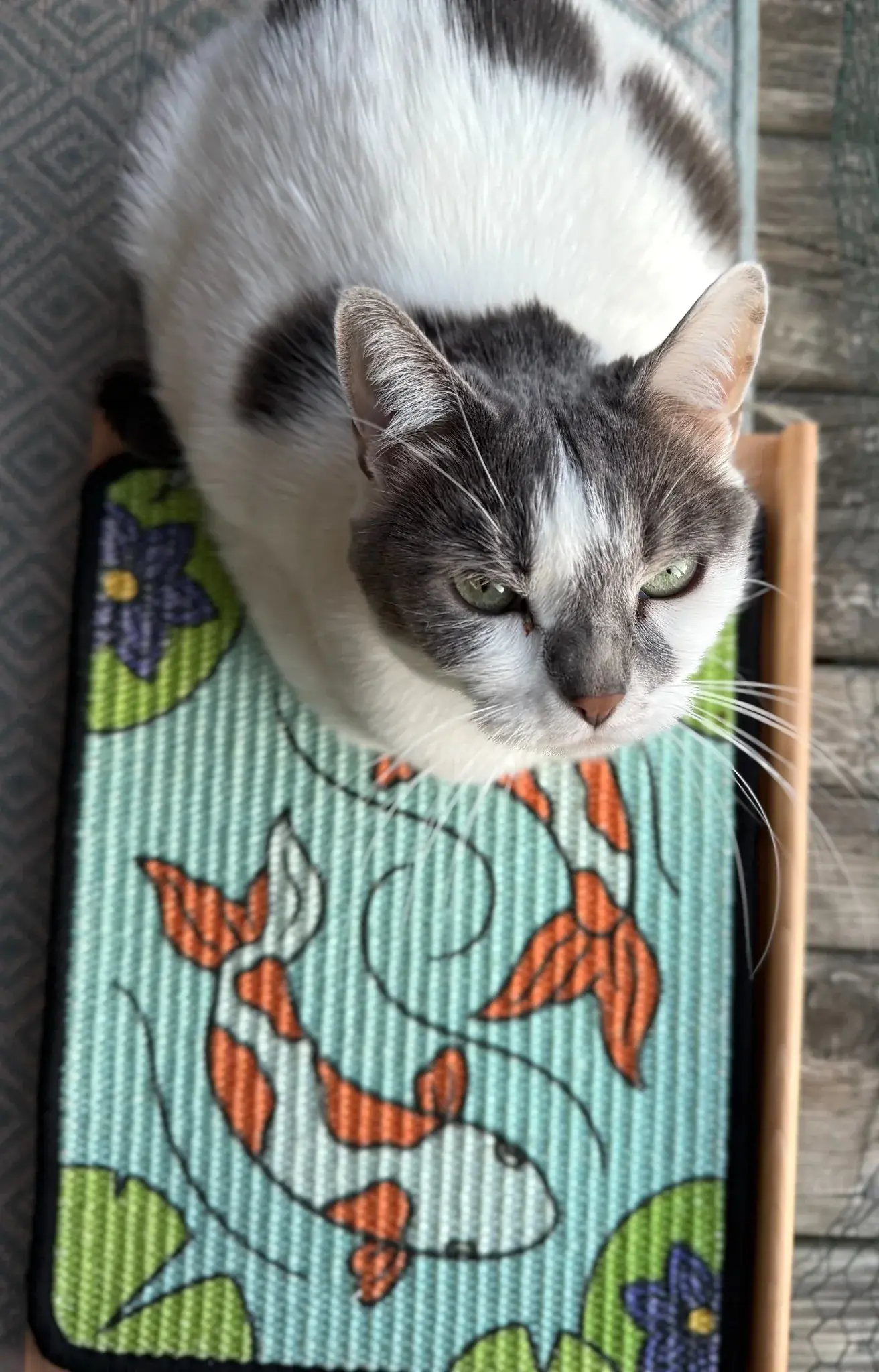 Gray-and-white cat standing on a Koi scratch panel supported by a wooden easel.