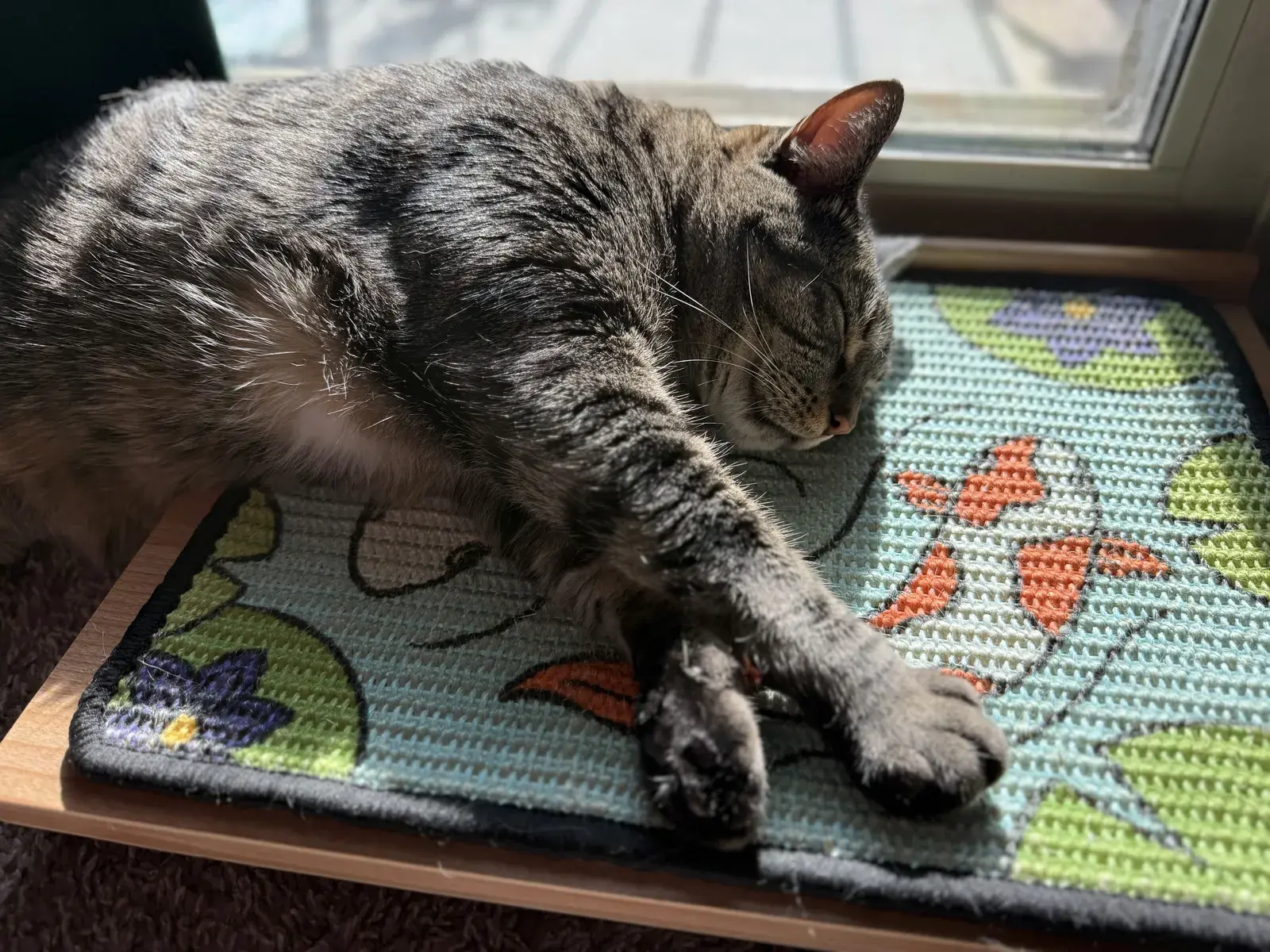 Tabby cat stretched out asleep on a Koi scratch panel by a sunlit window.