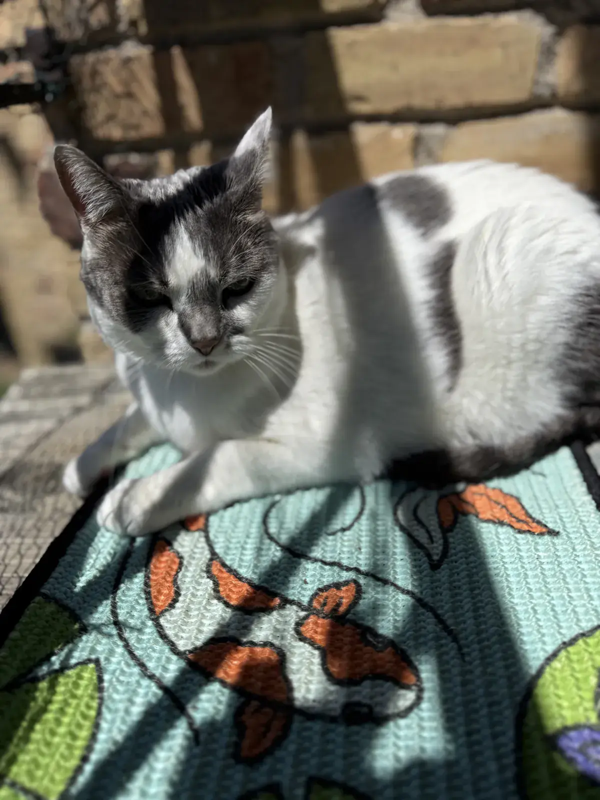 Gray-and-white cat resting on a Koi replacement scratch panel.
