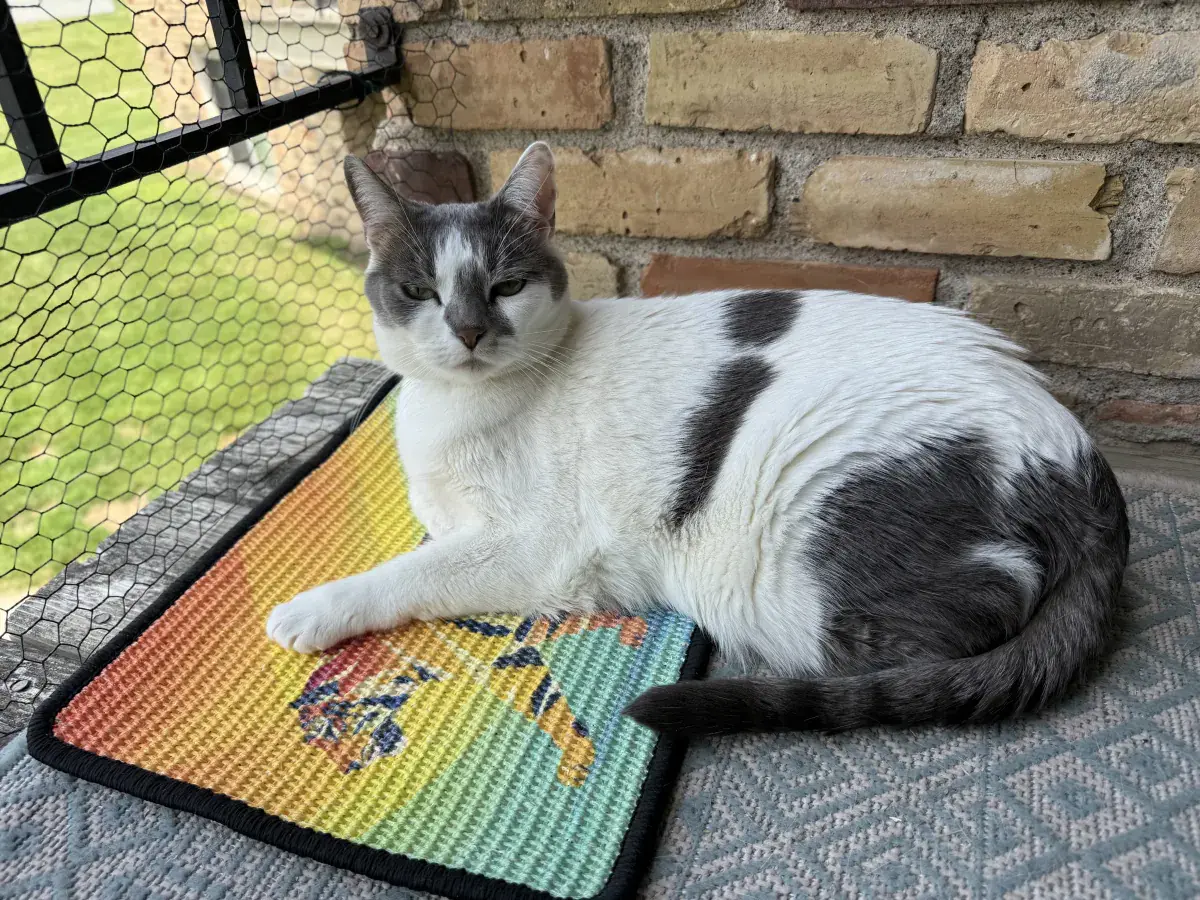 Gray-and-white cat resting on a Tiger replacement scratch panel.
