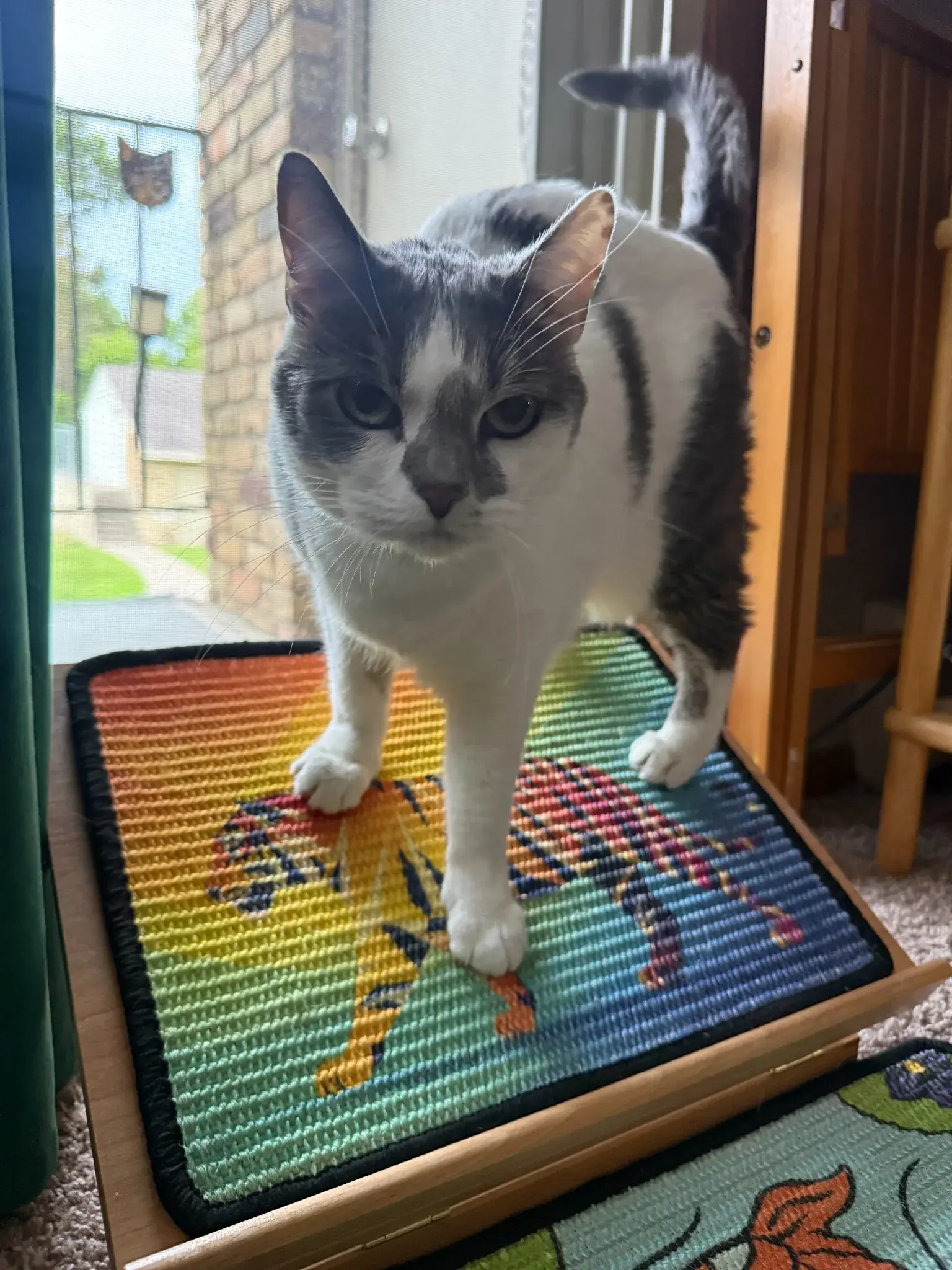 Gray-and-white cat standing on a Tiger scratch panel positioned at an angle on a wooden easel.
