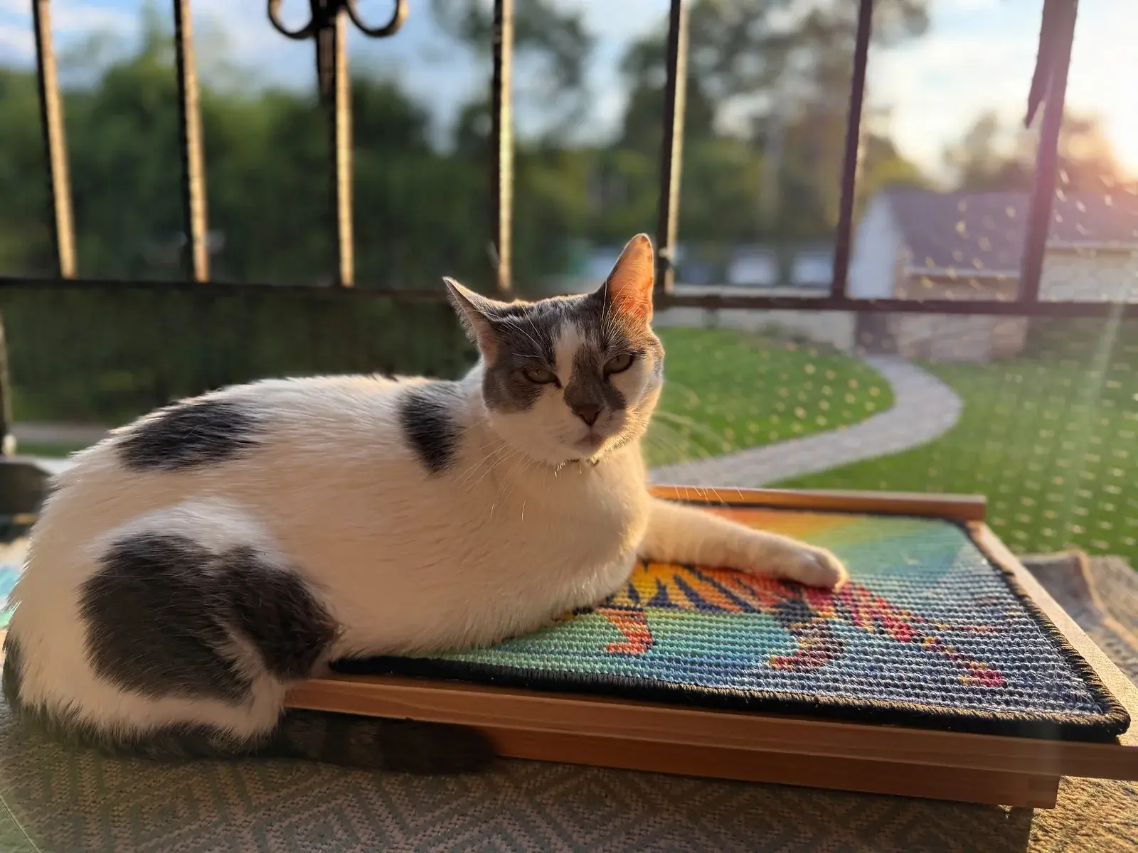 Gray-and-white cat resting on a Tiger scratch panel displayed on a low wooden easel.