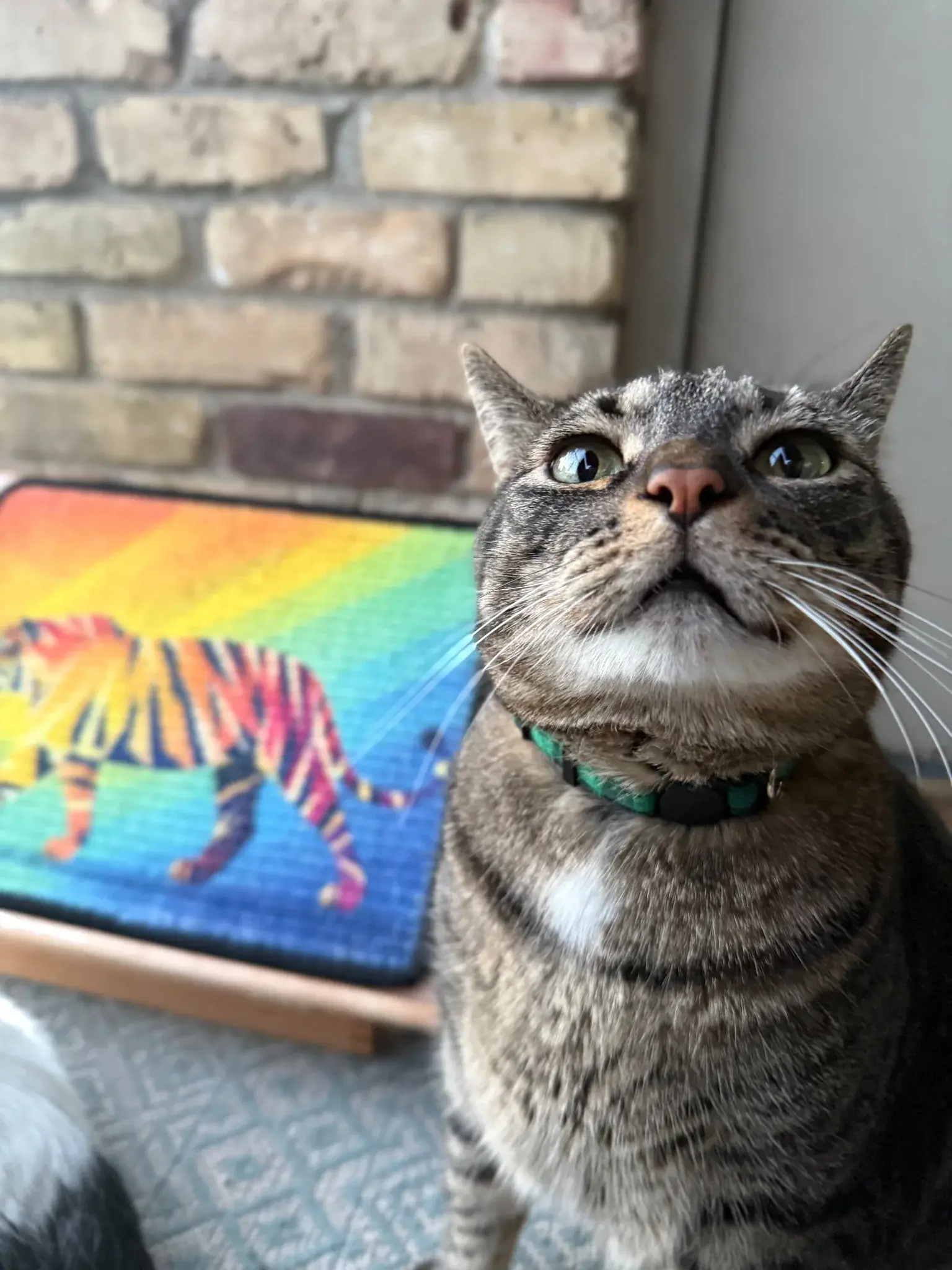 Tabby cat beside a Tiger Scratch Canvas in a home setting.