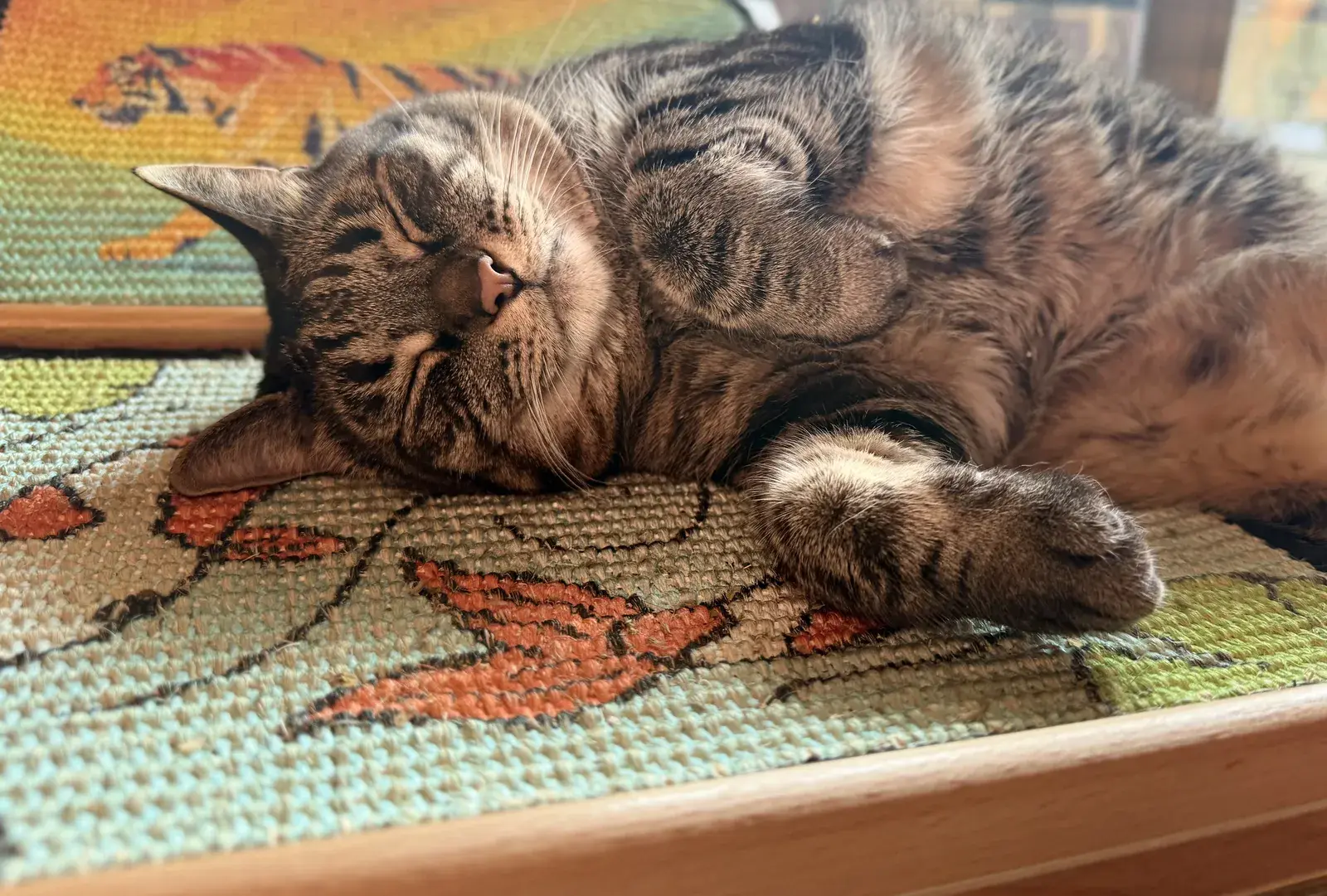 Tabby cat sleeping on a Koi scratch panel with a Tiger Scratch Canvas displayed on its wooden easel behind it.