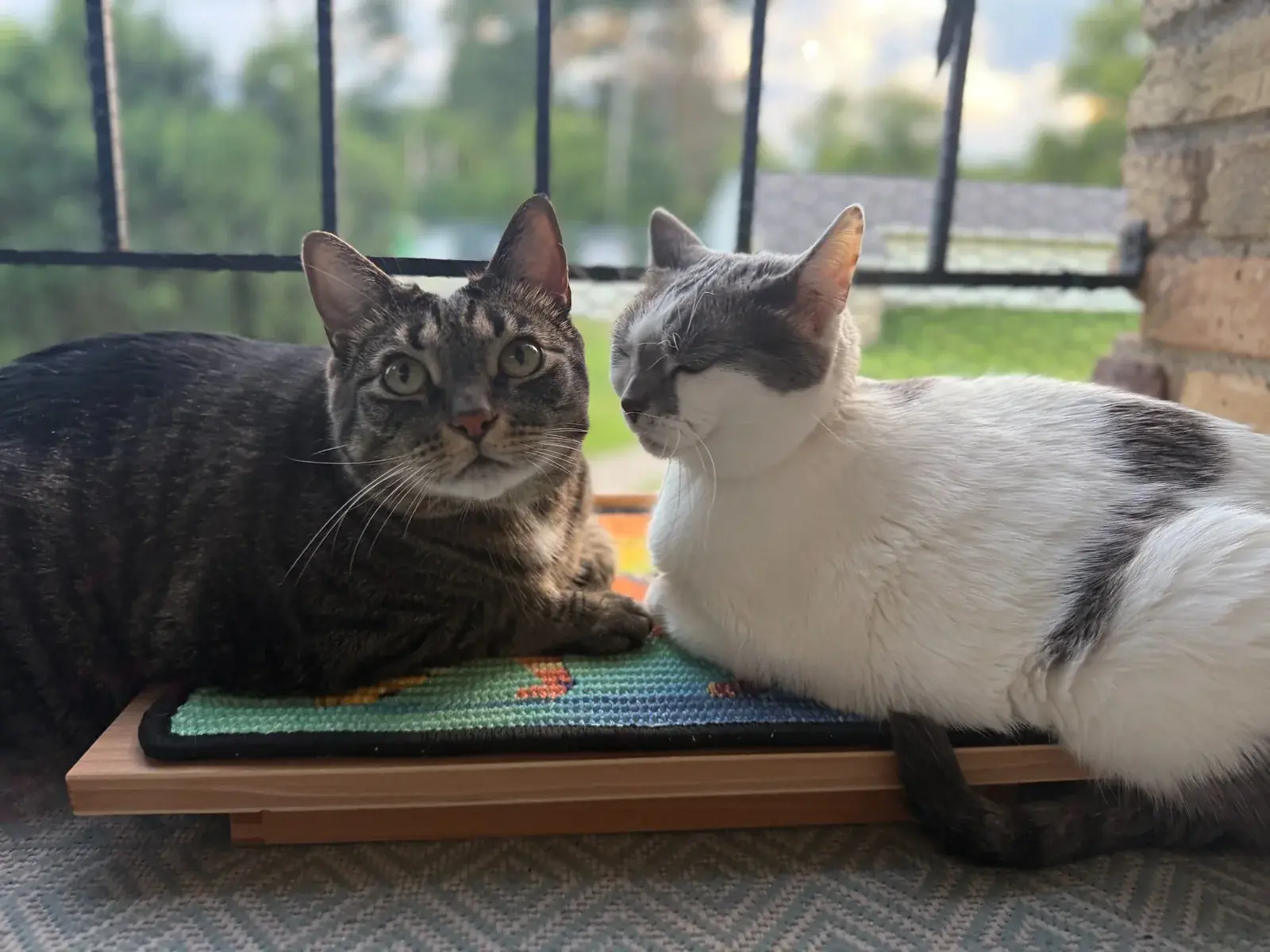 Two cats sitting beside a Tiger scratch panel on a wooden easel.