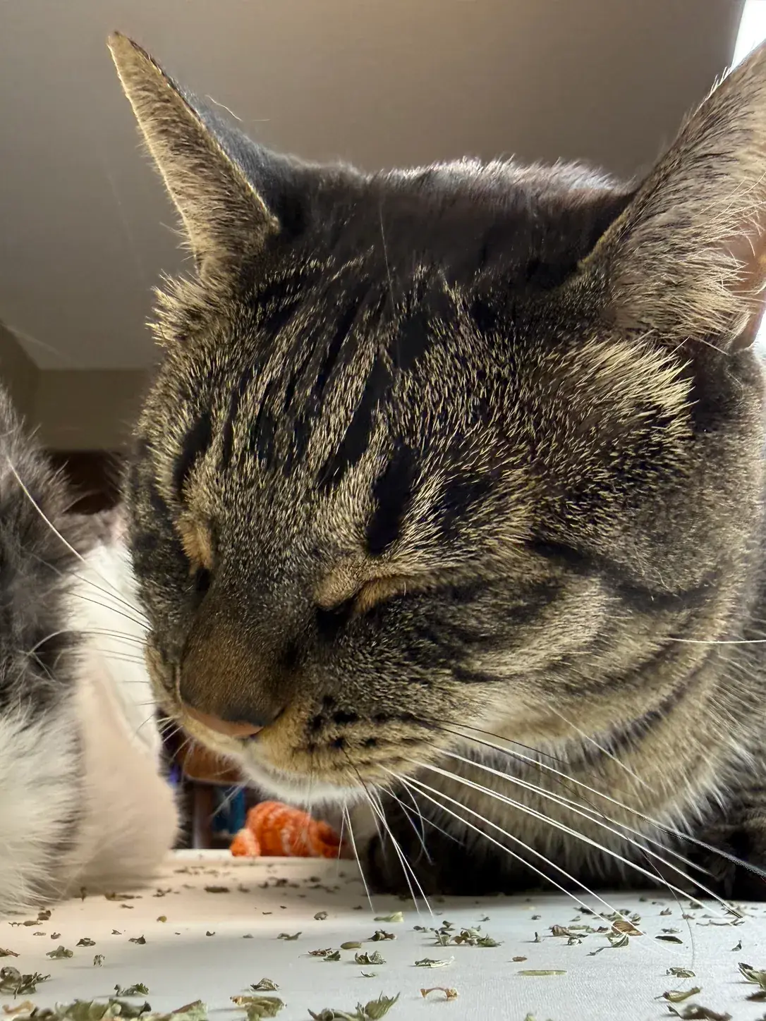 Close-up of a tabby cat smelling loose catnip.
