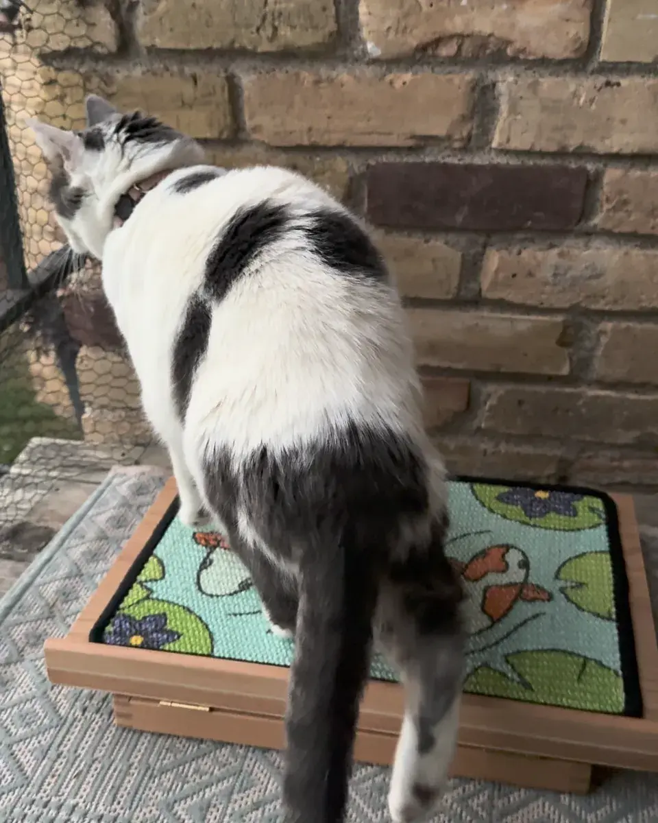 A gray-and-white cat stepping onto the Koi Scratch Canvas lying flat on a rug.
