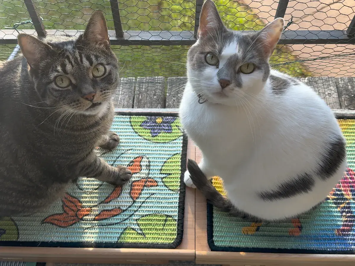 A tabby and a gray-and-white cat, each sitting on its own Scratch Canvas, two sets lying flat side by side.