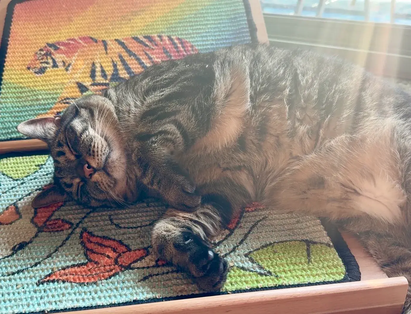 Theo resting on a Scratch Canvas panel in the sunlight.