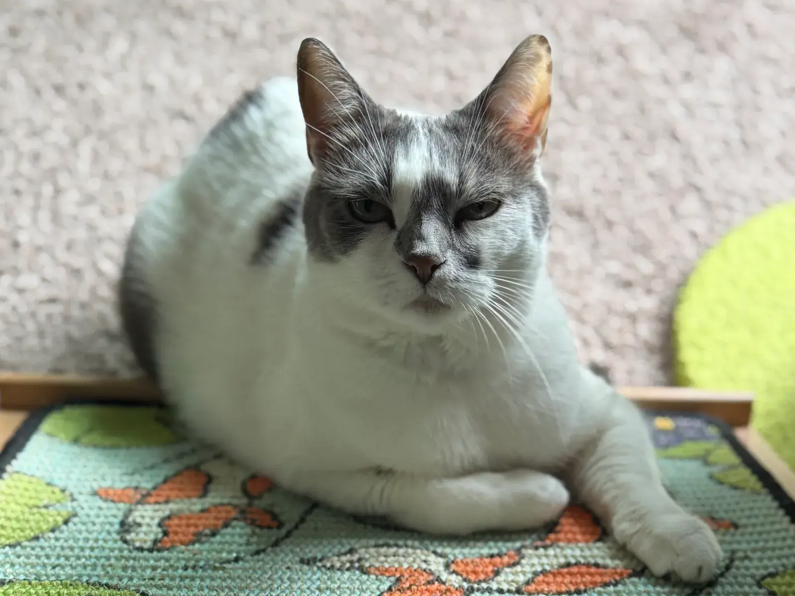 Honey, a gray-and-white cat, resting on the Koi scratch panel set on a low wooden easel.