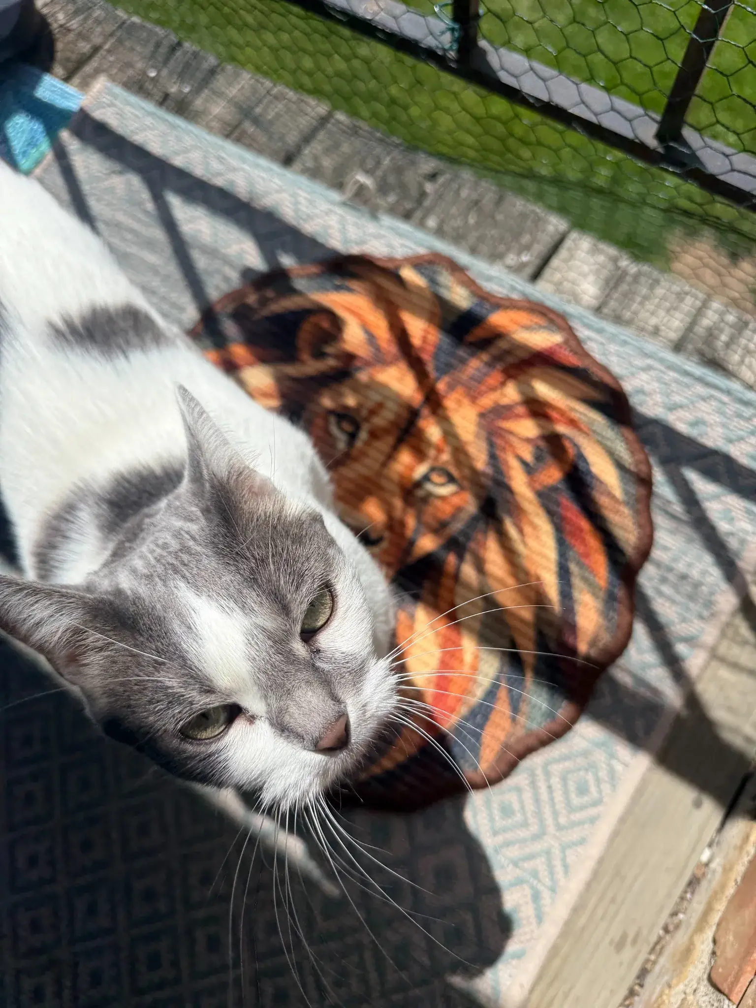 Gray-and-white cat beside a round Lion Scratch Mat.