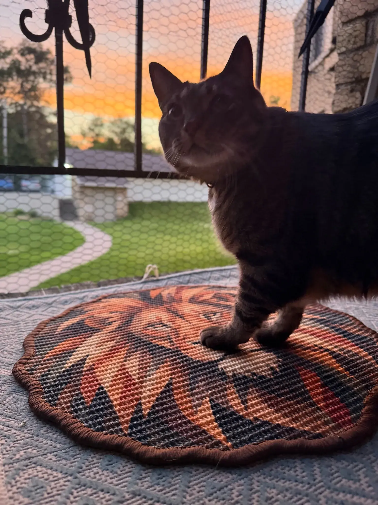 Cat standing on a round Lion Scratch Mat near a balcony at sunset.